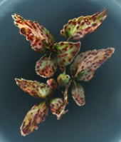 AlihotsyLeaf