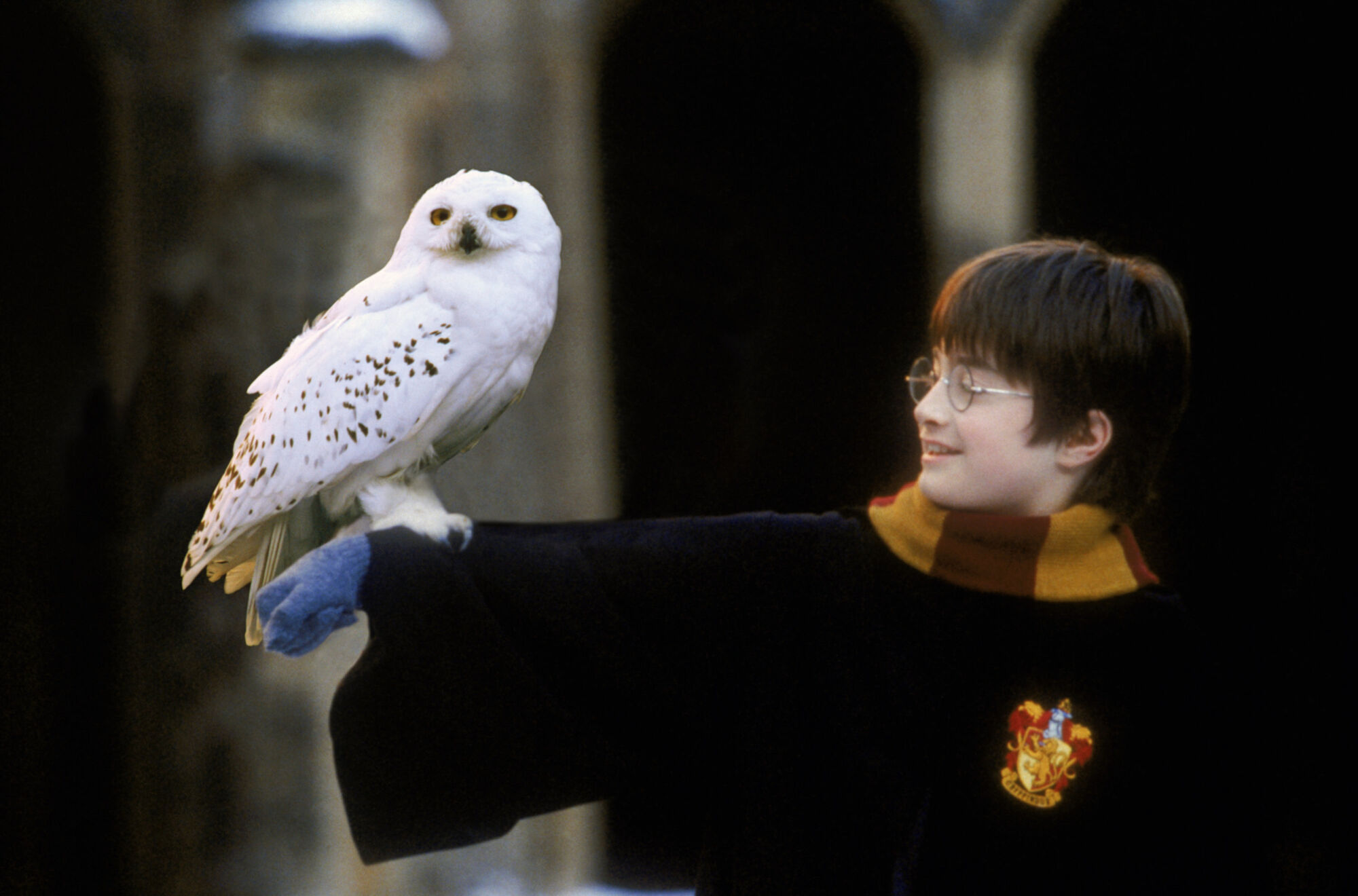 Hibou harry promo potter