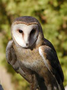 barn owl harry potter