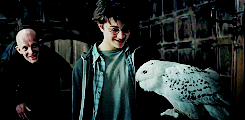 Harry et Hedwige au Chaudron Baveur