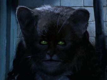 Hermionecat.jpg