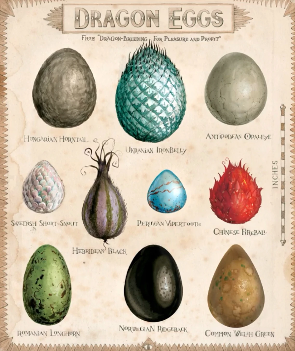 Dragon egg Harry Potter Books Wikia Fandom