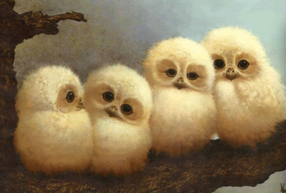 image baby barn owls png harry potter next gen roleplay wiki