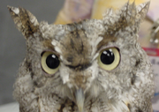 Owl-Screech