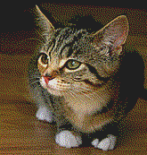 Cute-kitten-on-floor