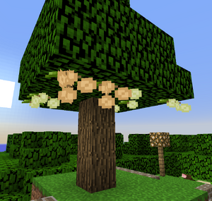 Walnut Tree