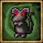 Rat