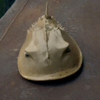 Horseshoe Crab Haven Maine Wiki Fandom