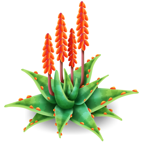 File:Aloe Plant.png