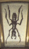 Ant