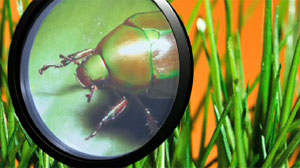 I Magnify