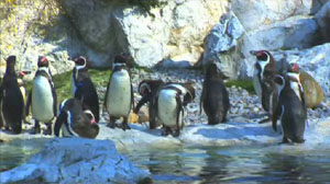On Penguin Pond