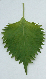 Shiso