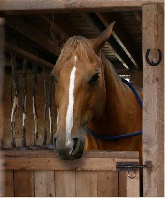 Horses | Heartland Wiki | Fandom