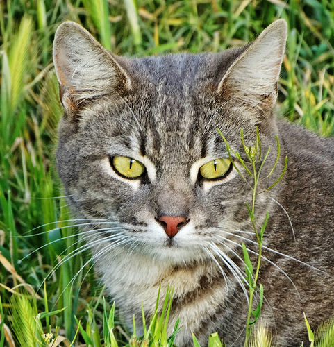 Eyes Green as Grass 3-15-15a