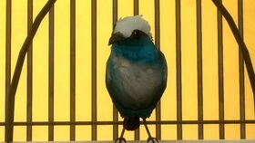 Merlin