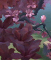 Cherry blossom