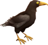 RavenCrow