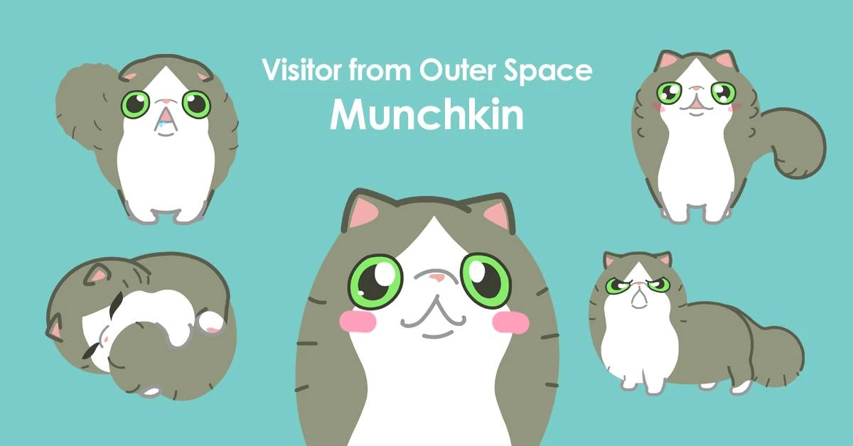 Image Munchkin.jpg Hellopet Wiki FANDOM powered by Wikia