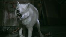 hemlock grove wolf wikia