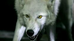 hemlock grove werewolf wolf wikia 1x12 children peter hemlockgrove night vw general information dog