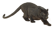 Panther4