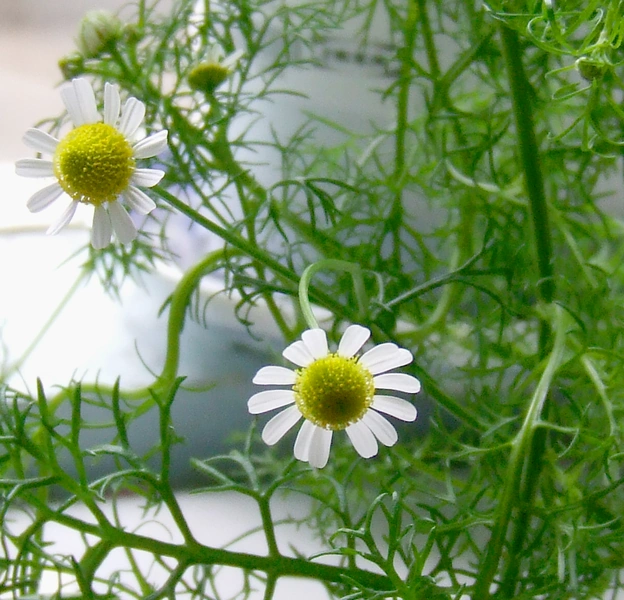 Manzanilla Wiki Herbolaria FANDOM powered by Wikia