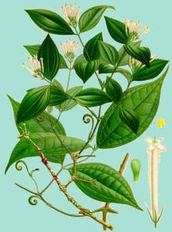 Resultado de imagen para curare