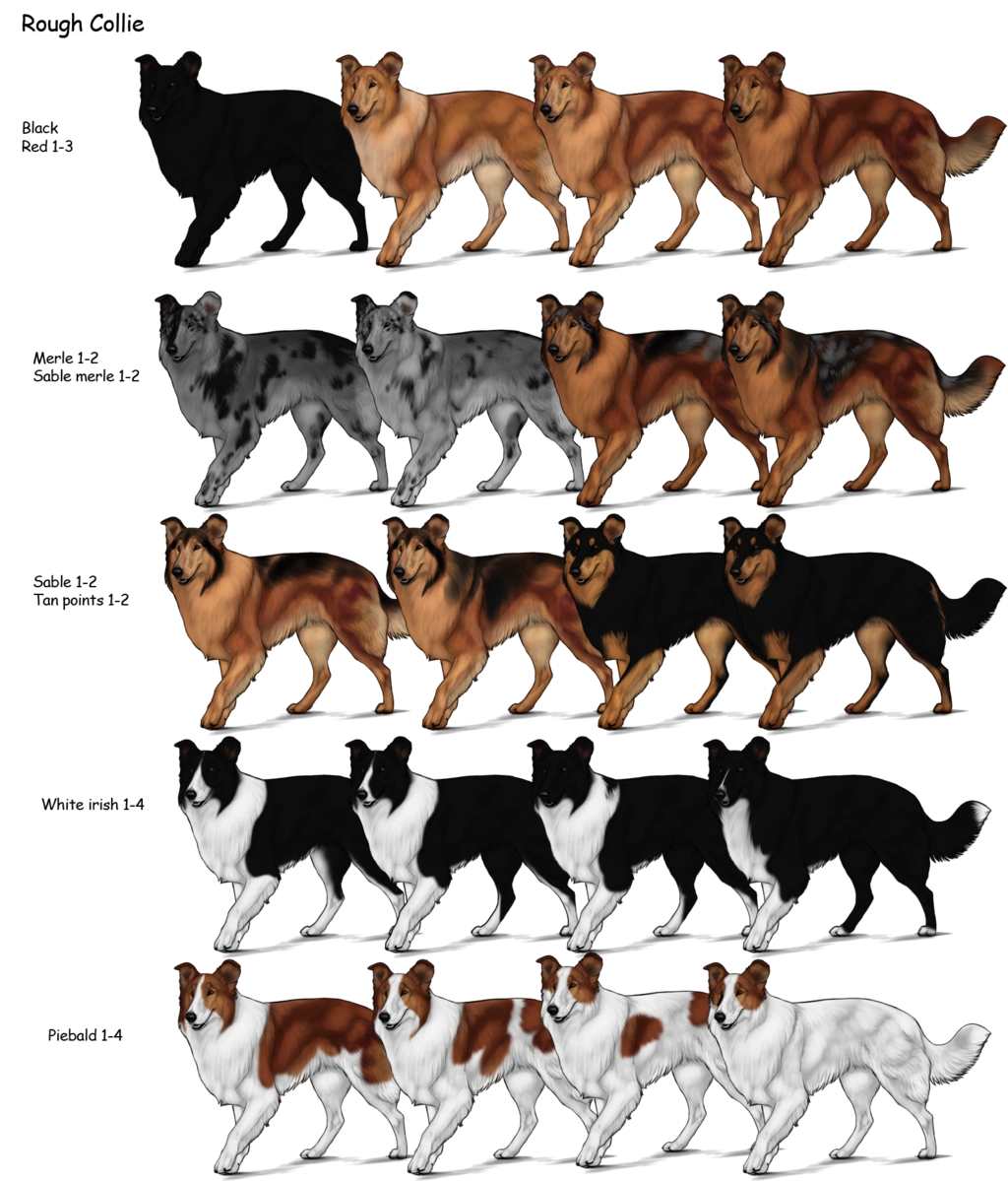 rough collie herding