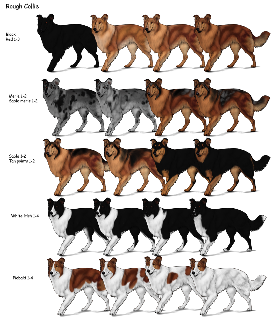 Coloring Of Dogs Rough Collie Herding Dog Farms Game Wikia FANDOM