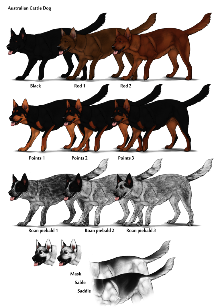 Image Australian Cattle Dog Color Chart.png Herding Dog Farms Game