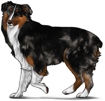 Australian Shepherd | Herding Dog Farms Game Wikia | FANDOM powered by ...