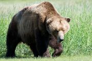 Ours