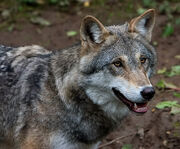 Loup