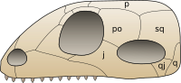 Synapsid skull