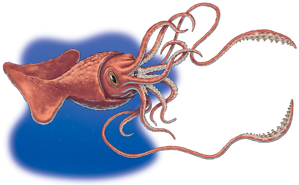 Colossal squid | Heroes and Villains Fight Club Wiki | FANDOM powered