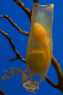 Shark egg