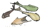 Thelodonts