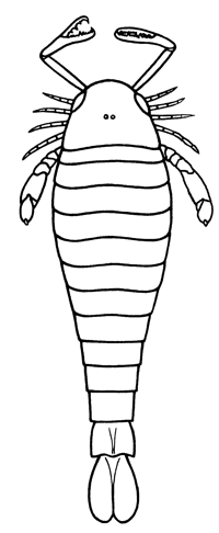Eurypterus