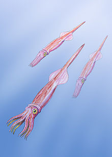 Belemnoids reconstruction