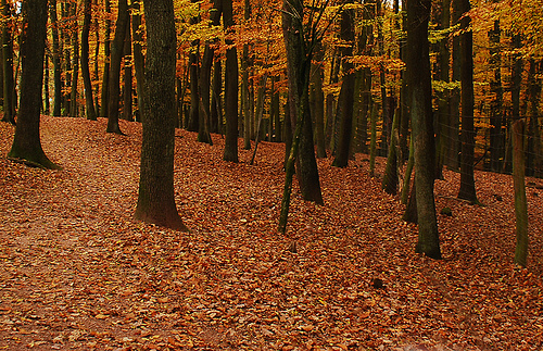 Elfenwald