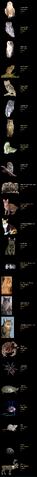 File:Hogwarts Extreme (23).png