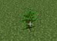 2x2 jungle sapling
