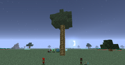 Amaranth Tree
