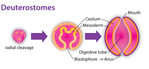 in deuterostomes the forms from the blastopore
