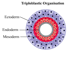 Image result for triploblastic