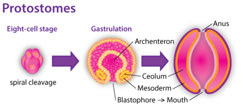definition blastopore definition blastopore