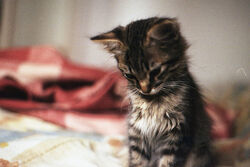 Tumblr m38mzaQmq61r44ymro1 500