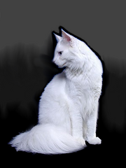Maine-coon-fabulous-white