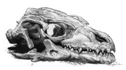 Dragon's skull by Douglas Wheatley©